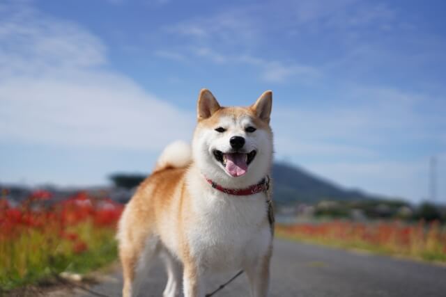 ＜野洲川斎苑＞