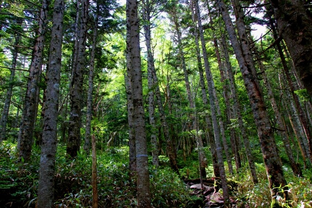 里山型