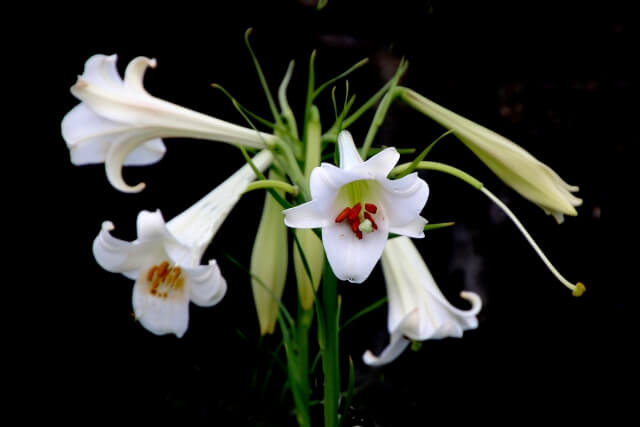 自分で草木を植えることはできない