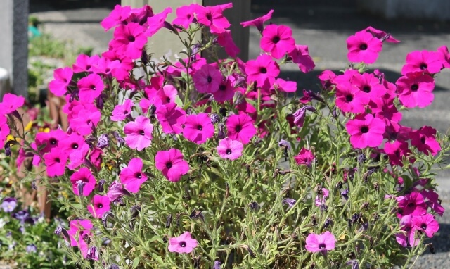 自分の好きな草花を植えようとする