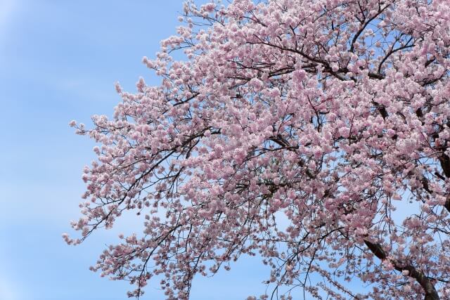 樹木葬墓地「桜葬」