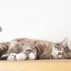 【ペットの寿命とその後の対応】大切な家族だから知っておくべきこと
